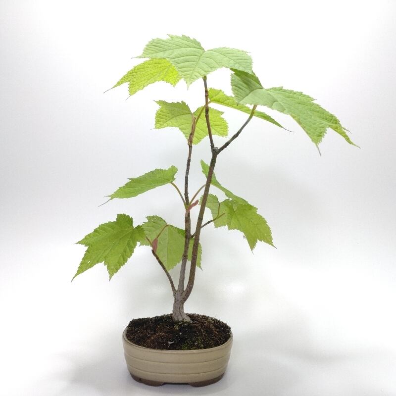 寒樹瓜膚楓（ウリハダカエデ）盆栽 SS003 瓜膚楓（ウリハダカエデ）盆栽 SS003 | 盆栽創【Bonsaisou】
