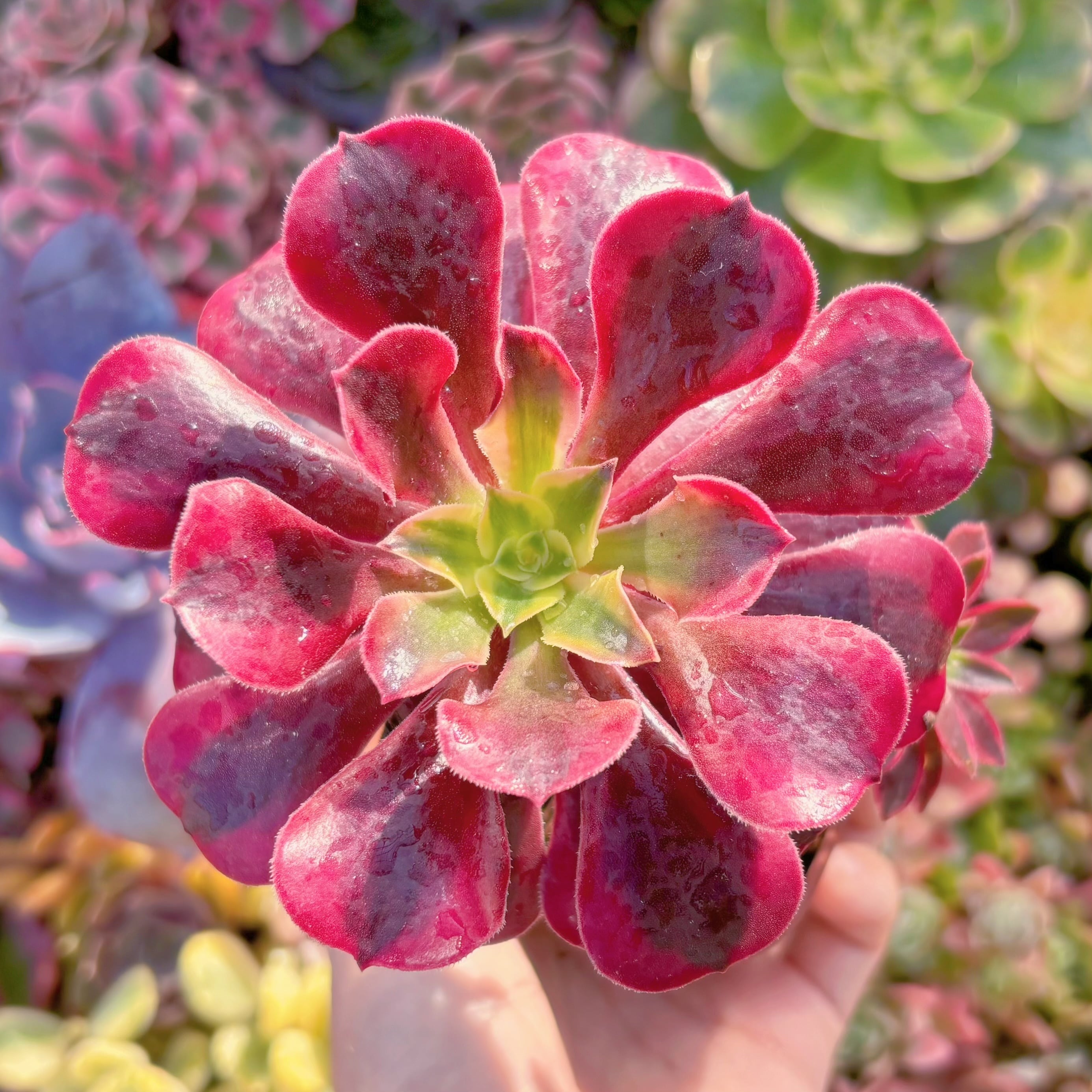 現品　メデューサ#896　るる農園