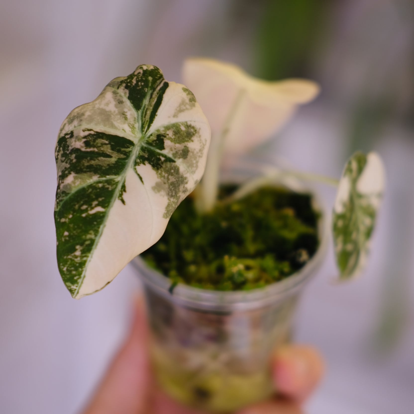 斑入りアロカシア / Premium Alocasia | tokyoplants / 観葉植物専門店