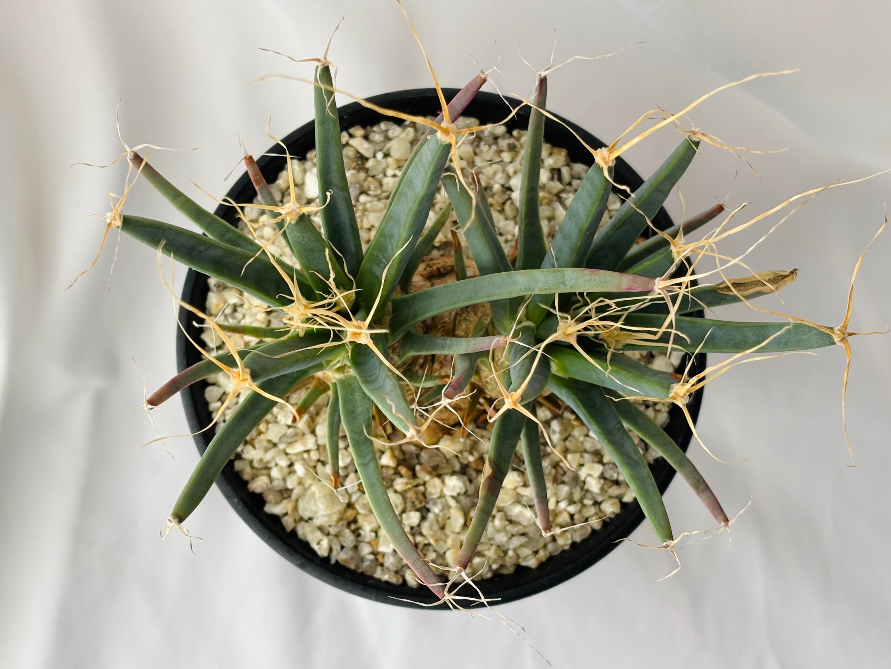Leuchtenbergia principis レウクテンベルギア 晃山 サボテン | plants