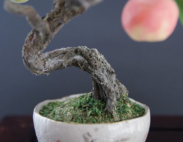 盆栽 桃 Peach Tree Bonsai #56（鉢変更） | Oh! BONSAI