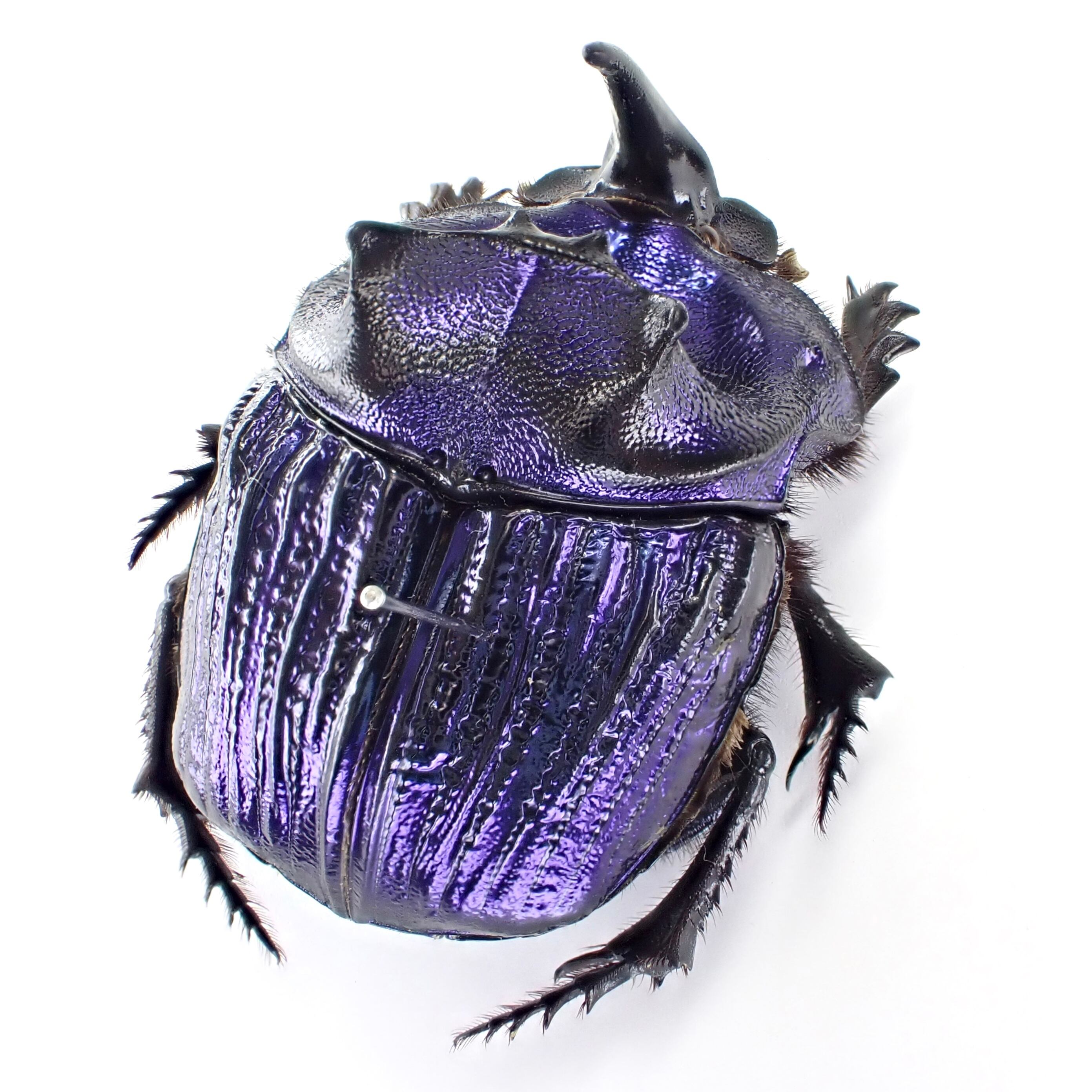 ムラサキオオニジダイコクコガネ Megaphanaeus lancifer ペア