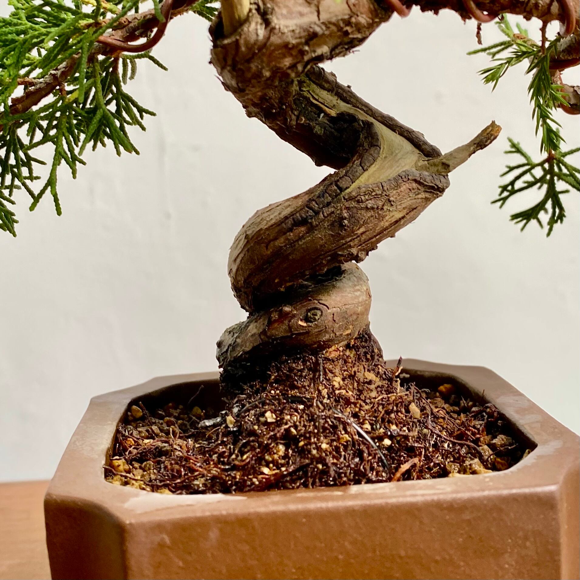 真柏のミニ盆栽 作家鉢 紅小林｜高さ 約20cm | BONSAI Labo ウエブショップ
