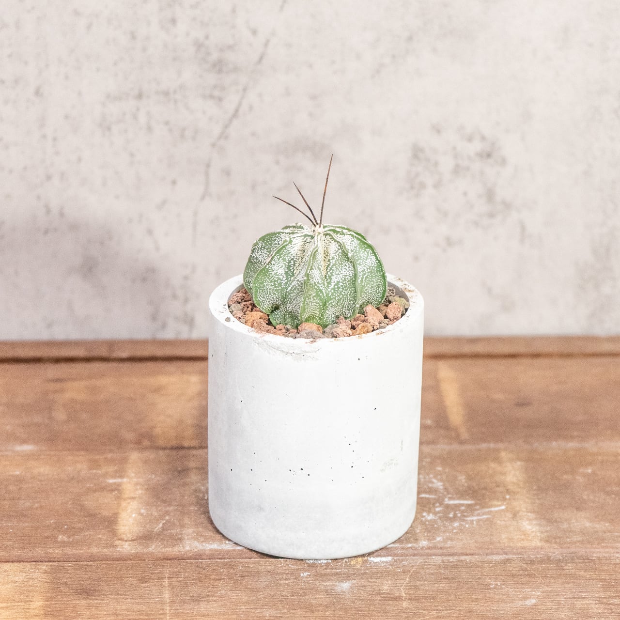 ニベウム(Astrophytum niveum)|雪のような白斑が美しいアストロフィツム属の逸品【虫発生抑制/手作りモルタル鉢】