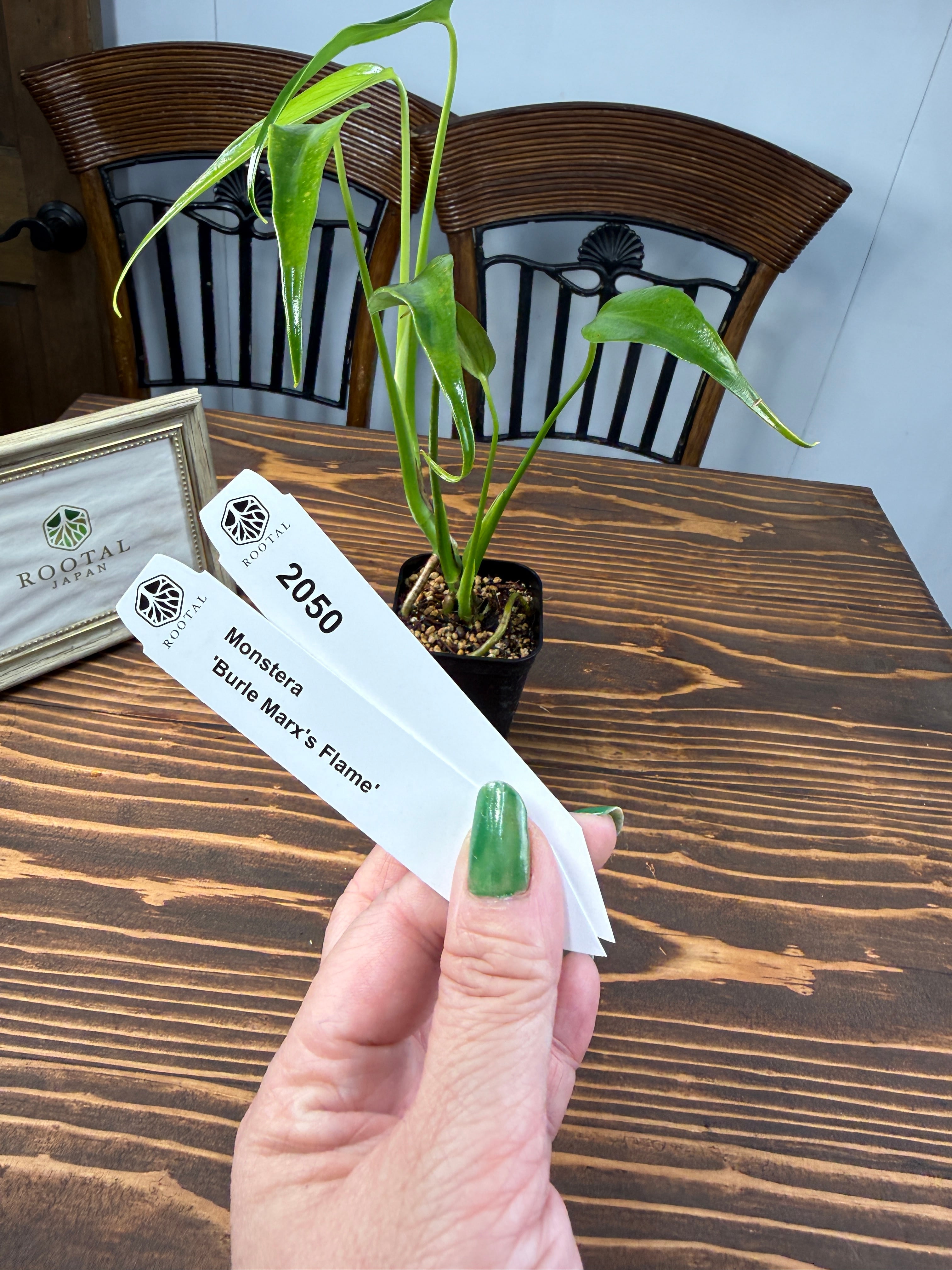 t*p様 超希少‼️モンステラハリケーン　特選美株❣️ t*p様 超希少‼️モンステラハリケーン 特選美株❣️ 超希少