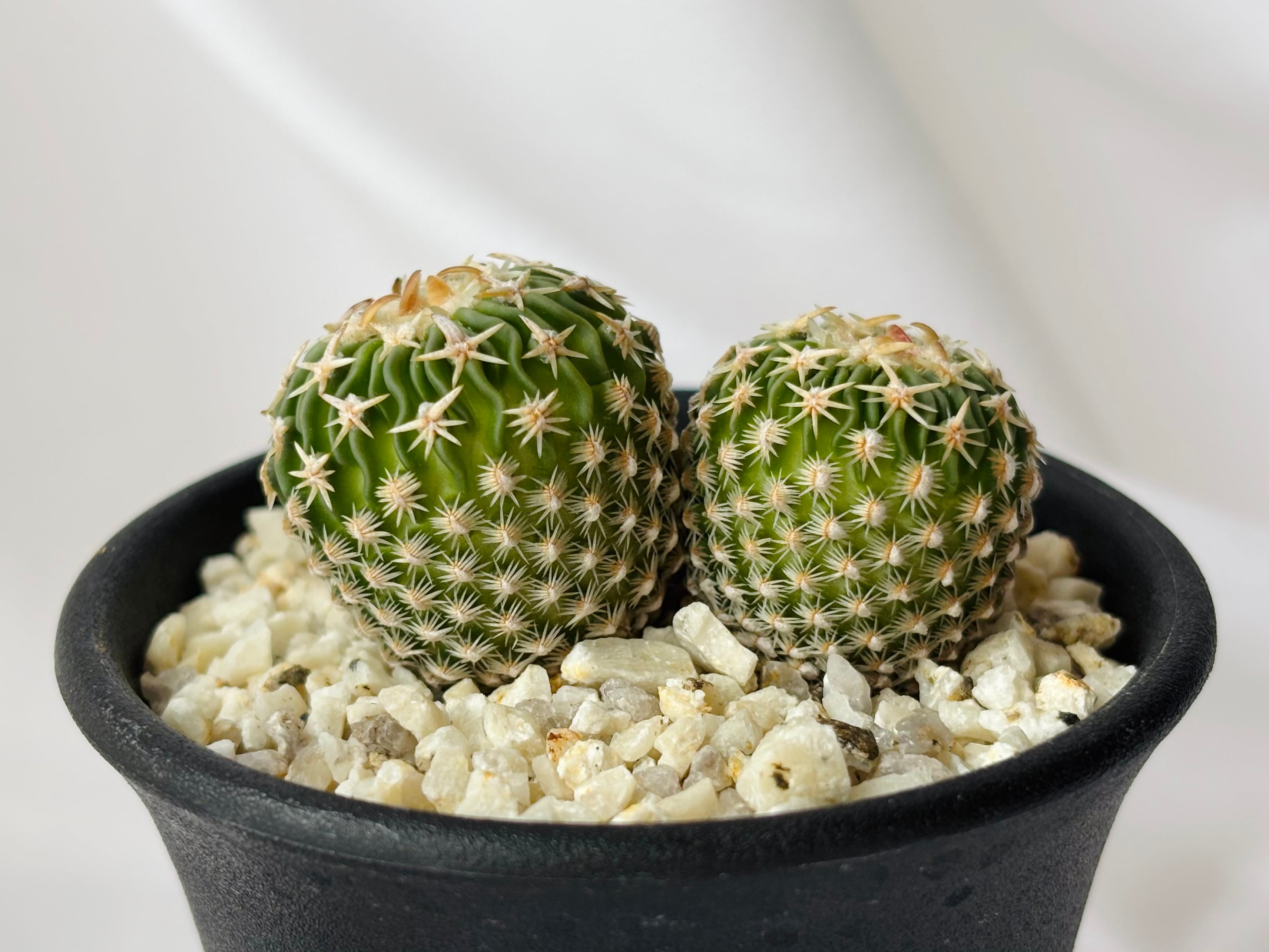 エキノフォスロカクタス 種類 Echinofossulocactus with Planter