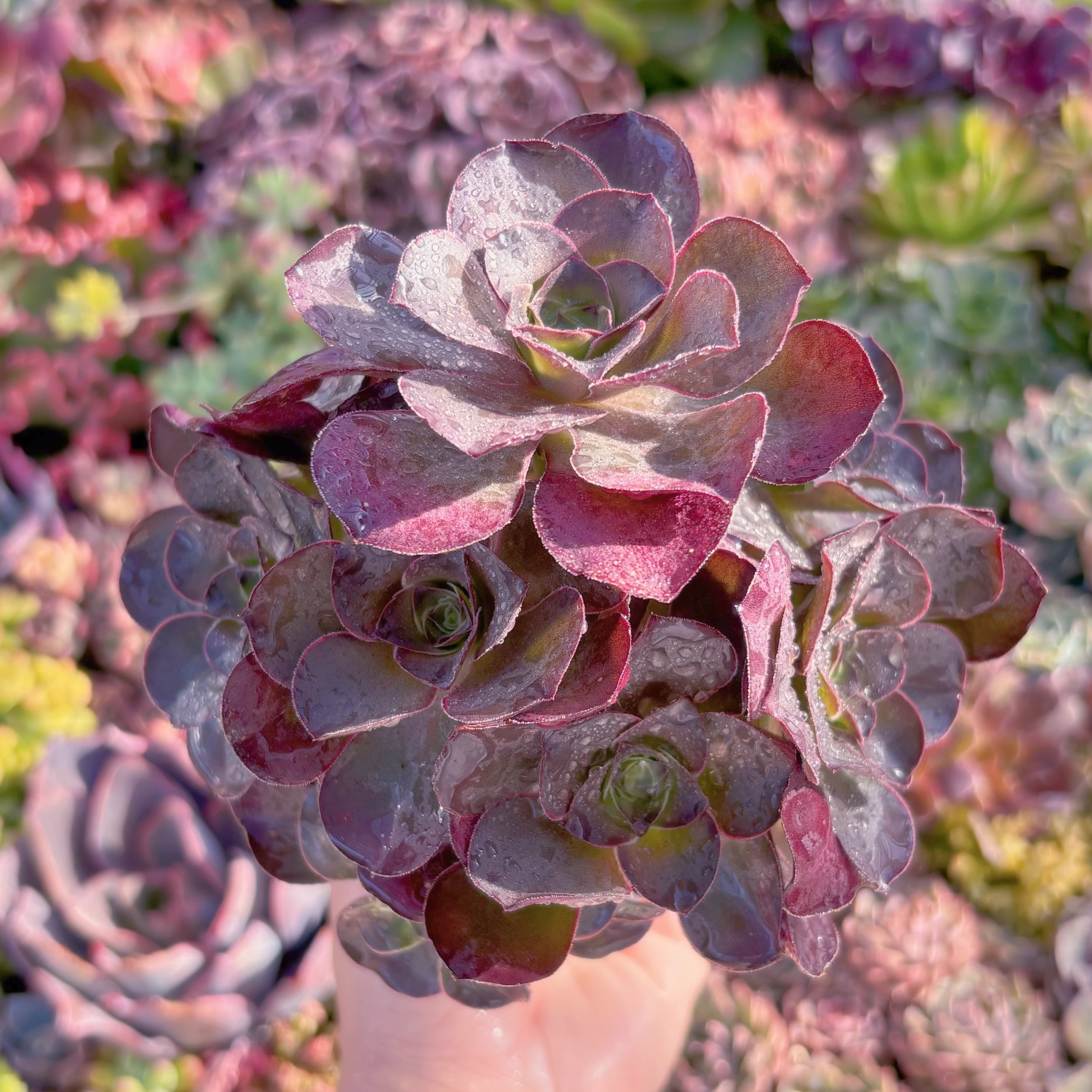 現品　魅金ローズ#888　群生　るる農園