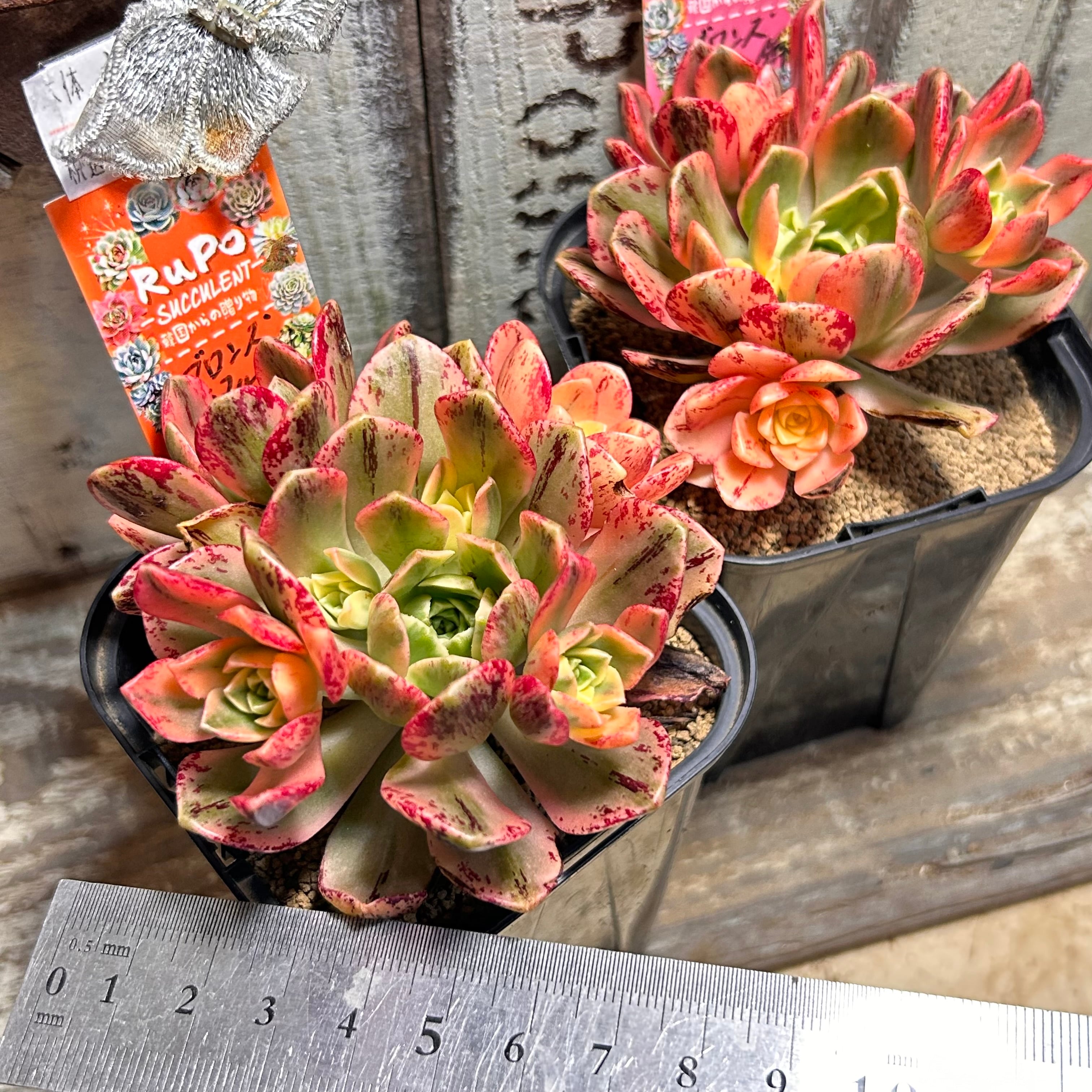 ブロンズメタル(メダル)錦 アエオニウム | RuPo 多肉植物専門店