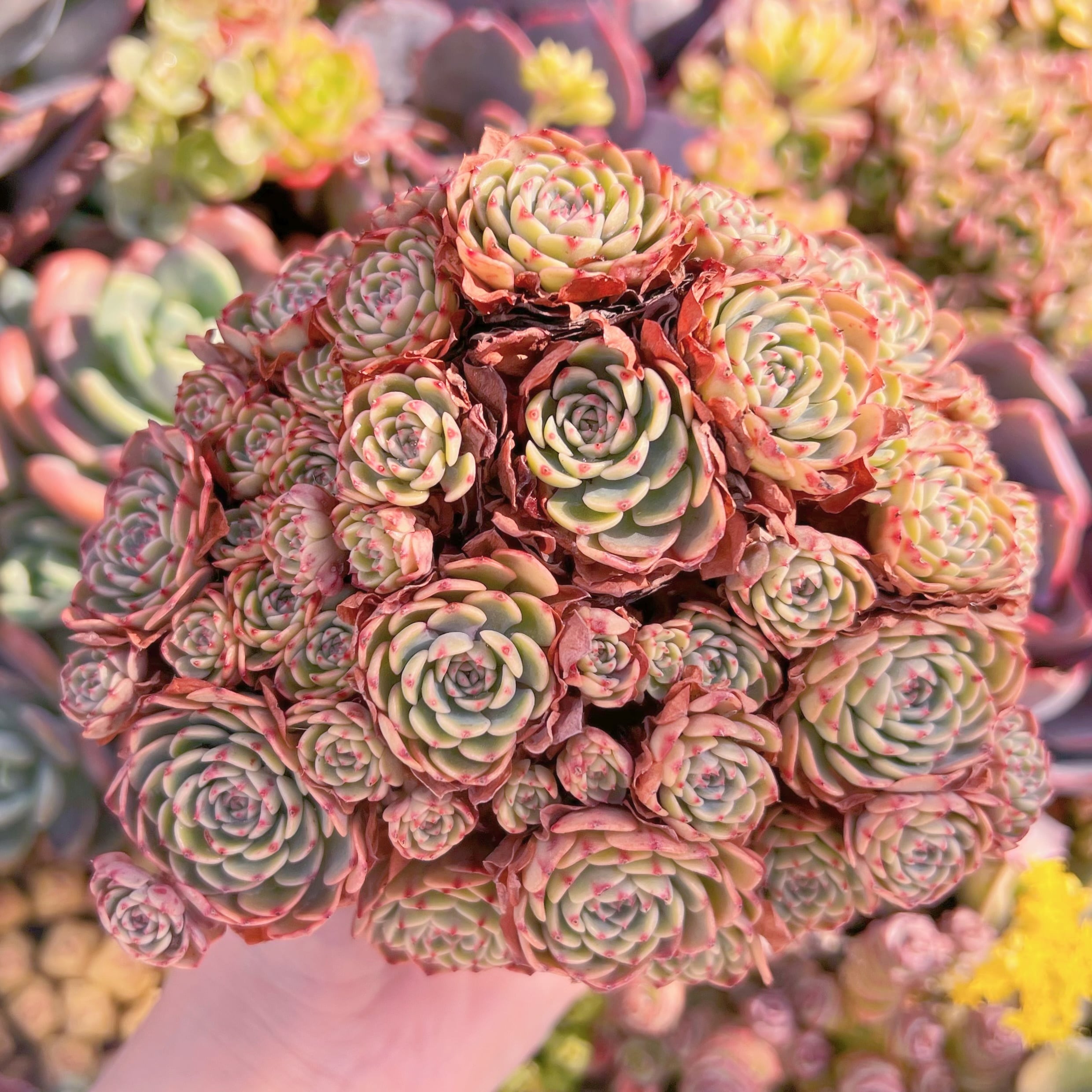 現品　シュガーベイビー#K127   群生　るる農園