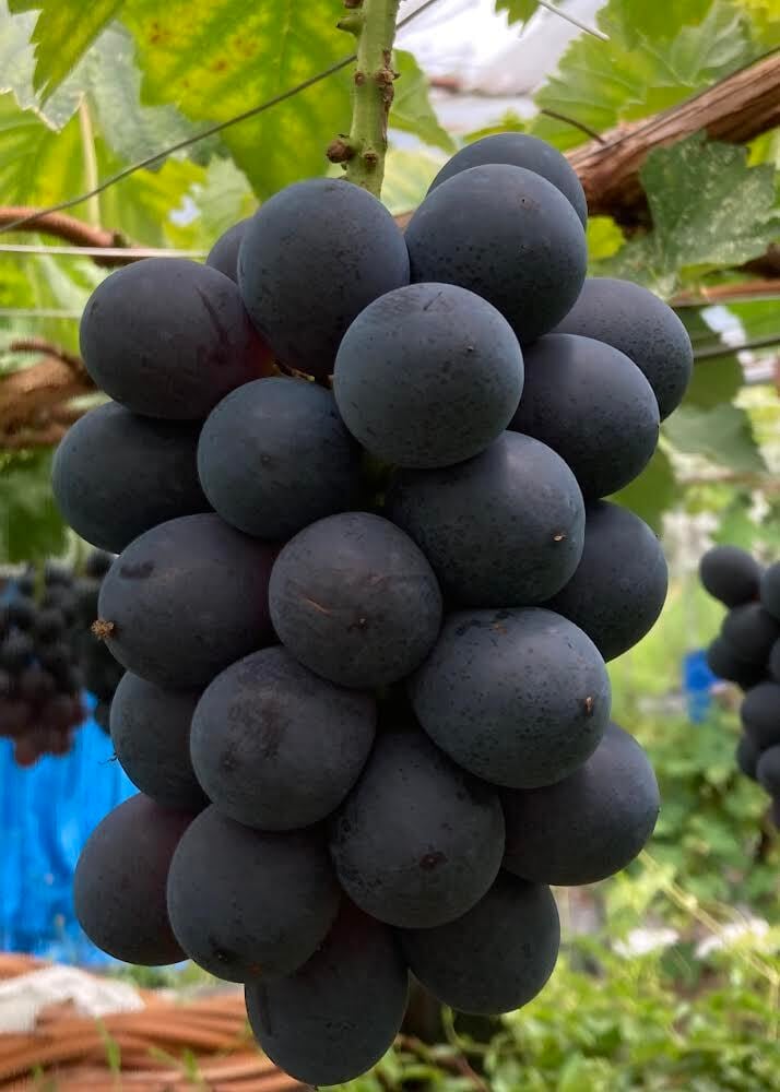 2025年度 家庭用 旬のぶどうセット 1.5kg箱 | 有光農園 NOVA GERAÇÃO