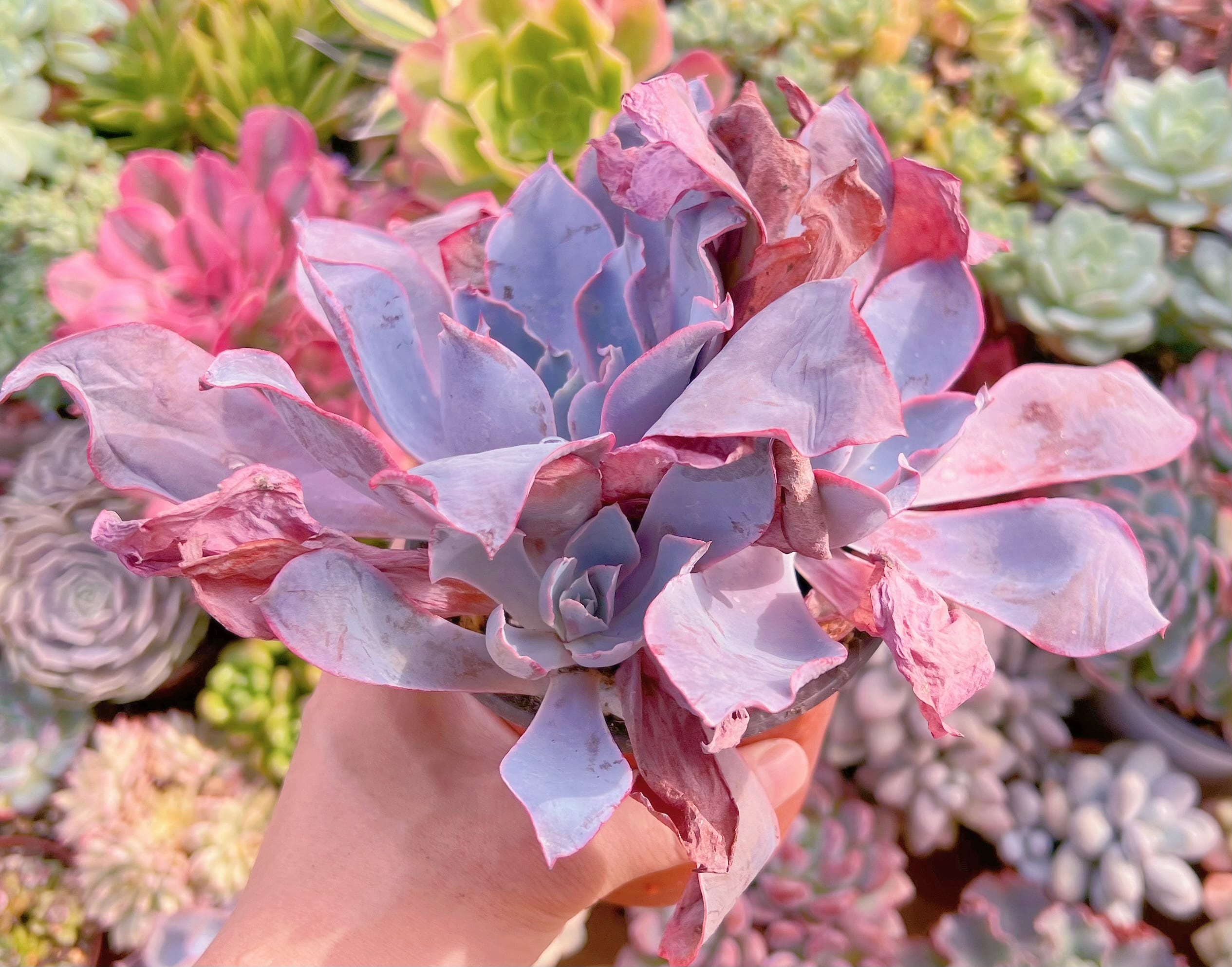 現品　アフターグロー#611　特大群生　新入荷