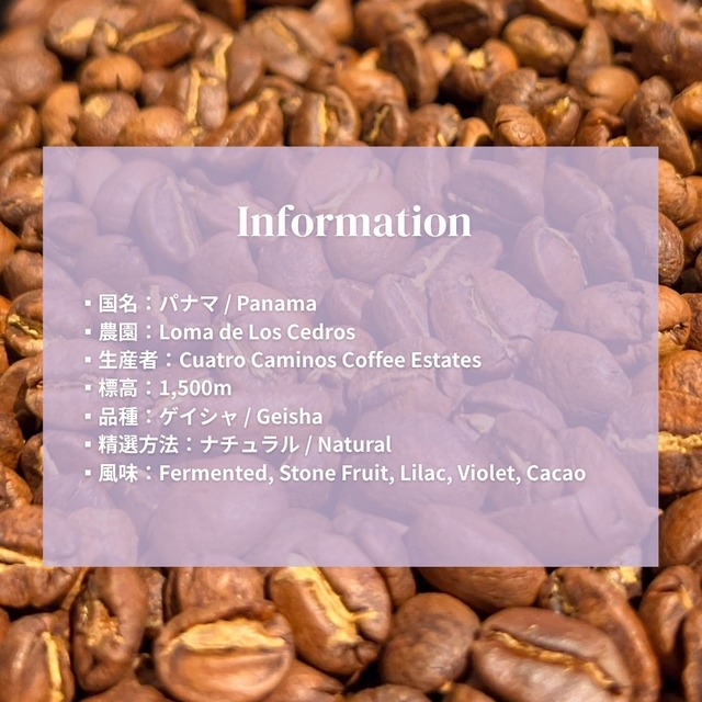 【パナマ】Cuatro Caminos Geisha Natural｜Light Roast-50g