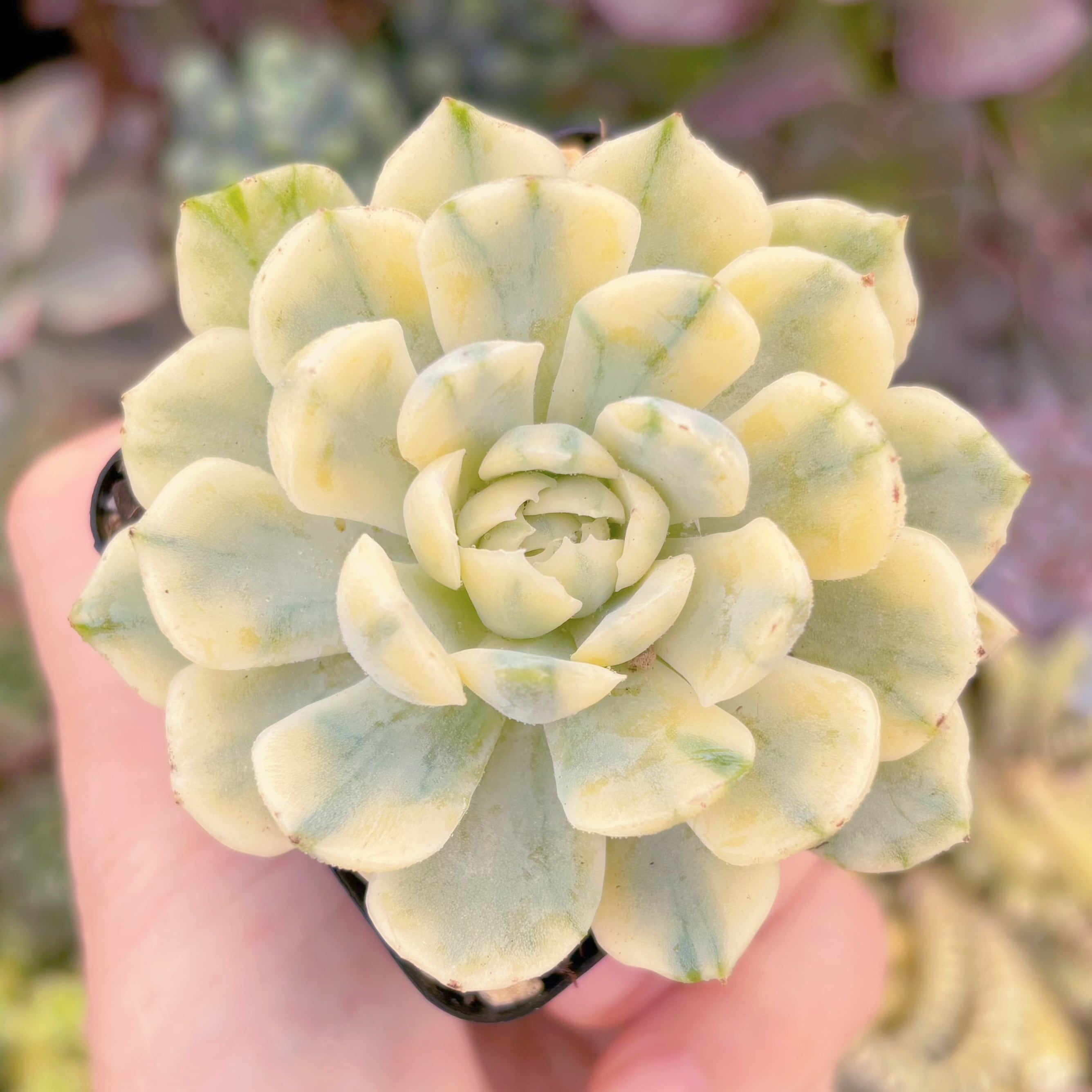 現品 クリームベリー錦#3009 るる農園 | るる農園~多肉植物専門