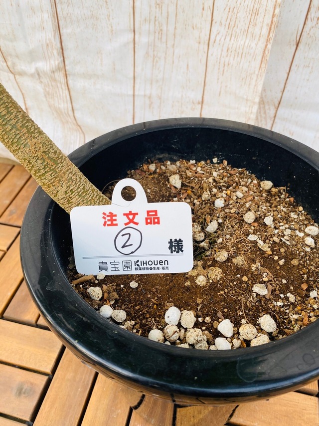 観葉植物　エバフレッシュ　曲り　8号　②