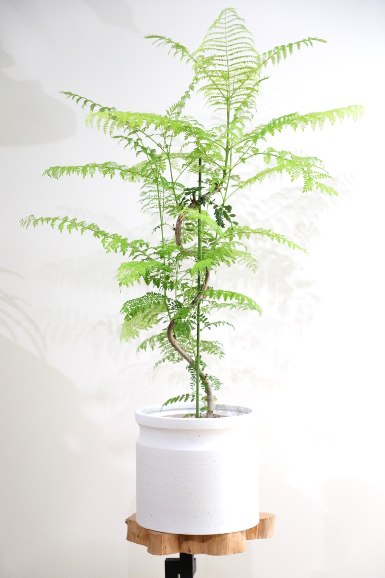 【M】ジャカランダ ミモシフォリア 曲げ木/Jacaranda mimosifolia ※陶器鉢カバー付き