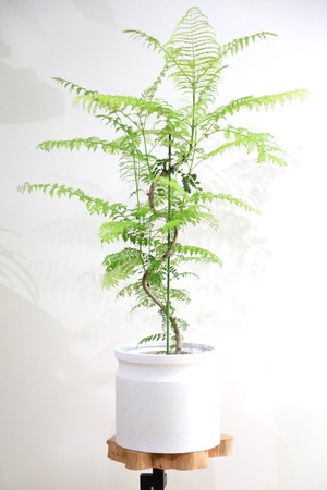 【M】ジャカランダ ミモシフォリア 曲げ木/Jacaranda mimosifolia ※陶器鉢カバー付き