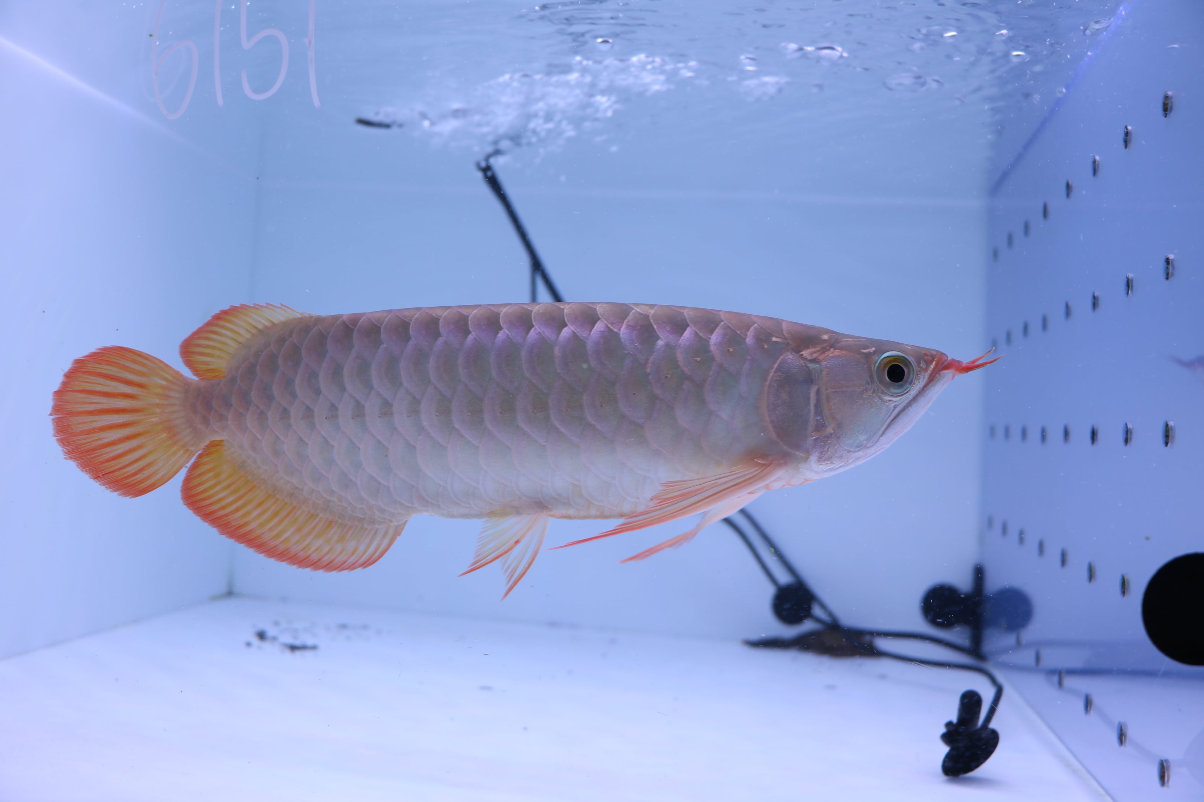 紅龍No.6151(スーパーレッド)☆トップクオリティ☆ ±30㎝