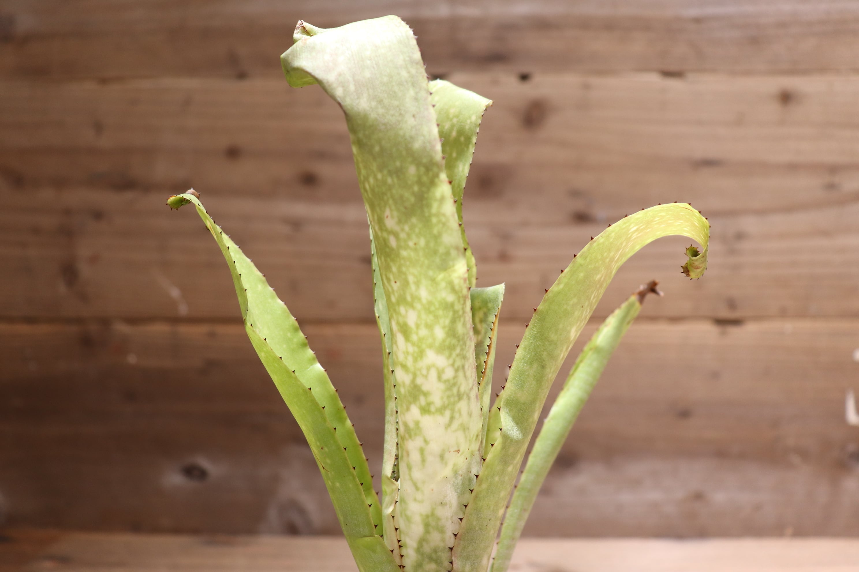 送料無料】 Billbergia 'Kolan Accord' x 'Kolan White pearl