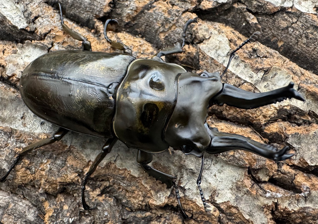 【F0】《ローゼンベルグオウゴンオニ 75mm ペア》