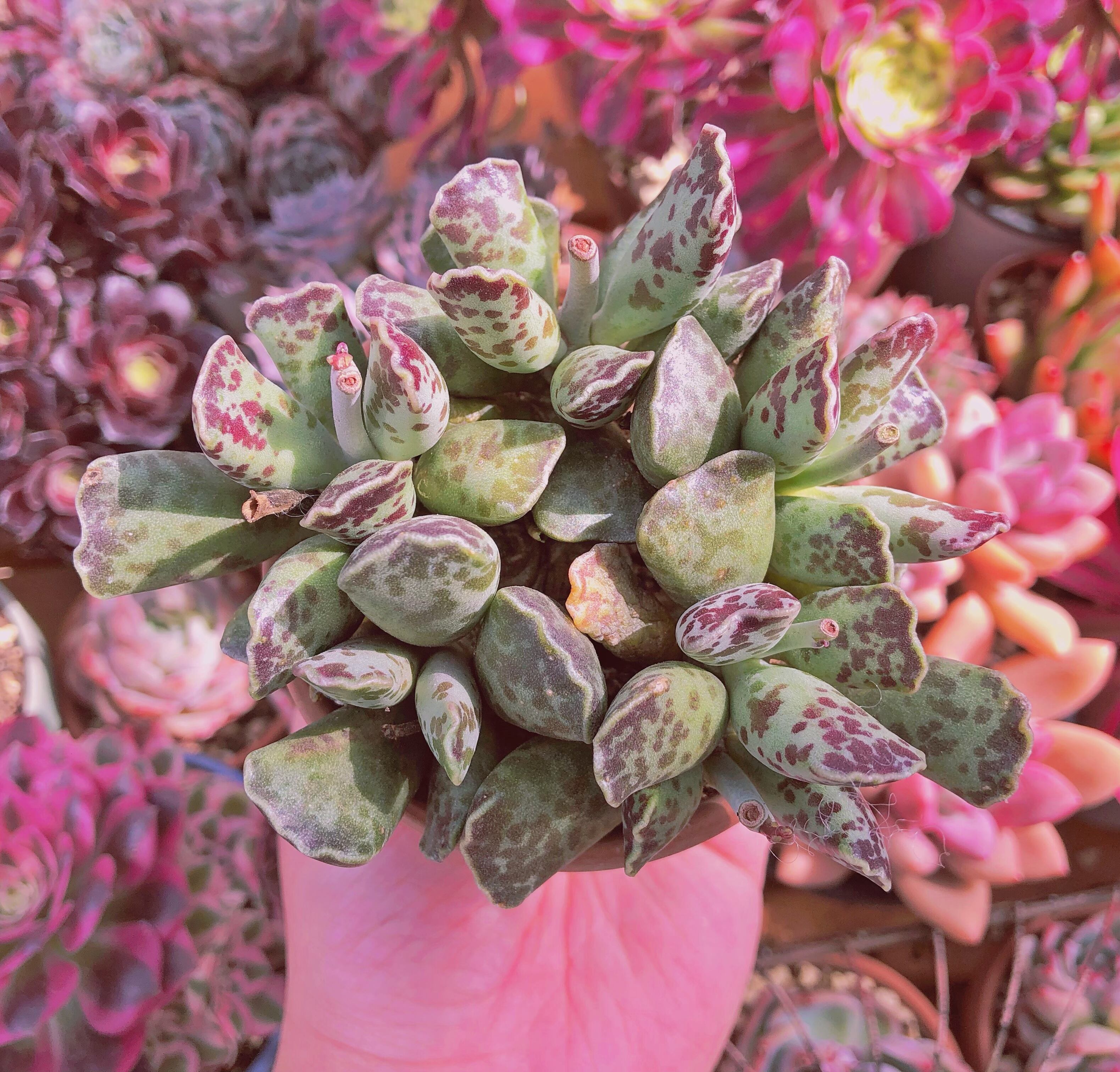 多肉植物　 アザラシ  大群生　