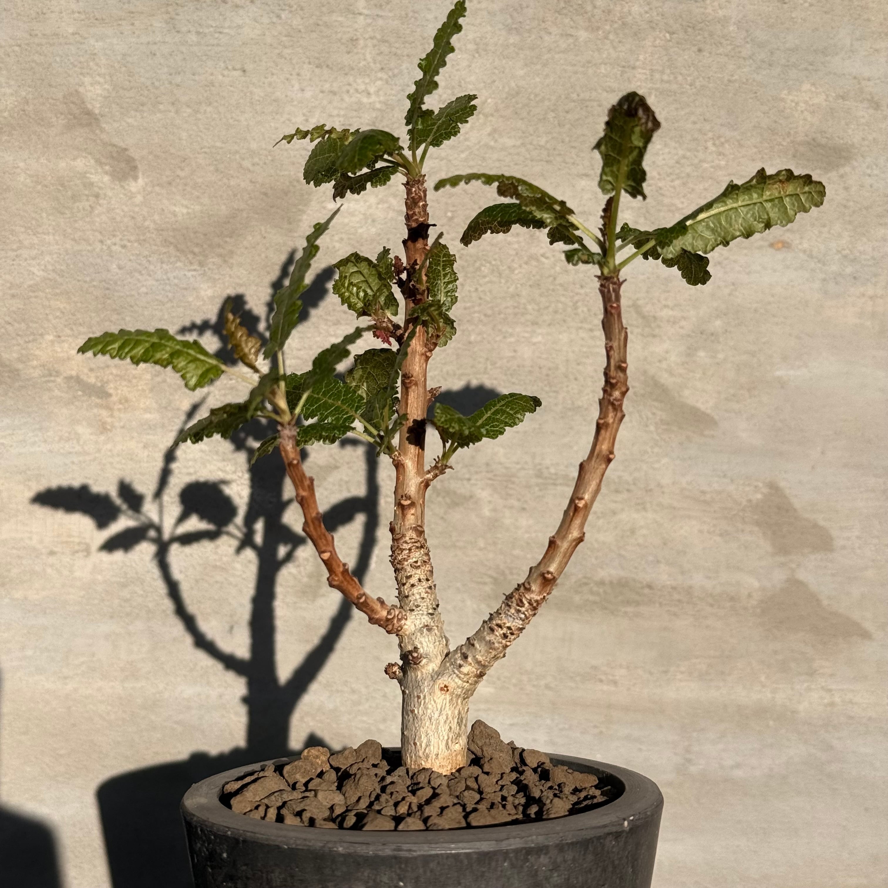 植物】ボスウェリア ナナ | A-PLANTS