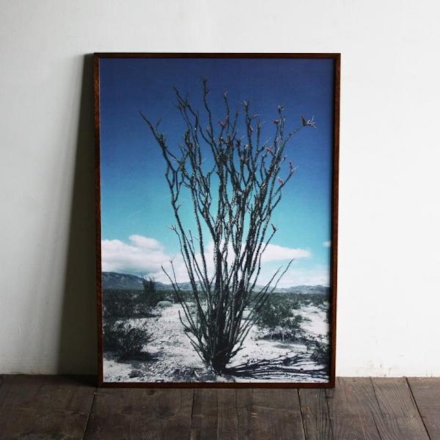 Fouquieria splendens OCOTILLO / B2 poster