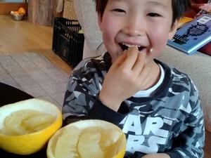 土佐文旦　１０kg（１６個前後）たっぷり