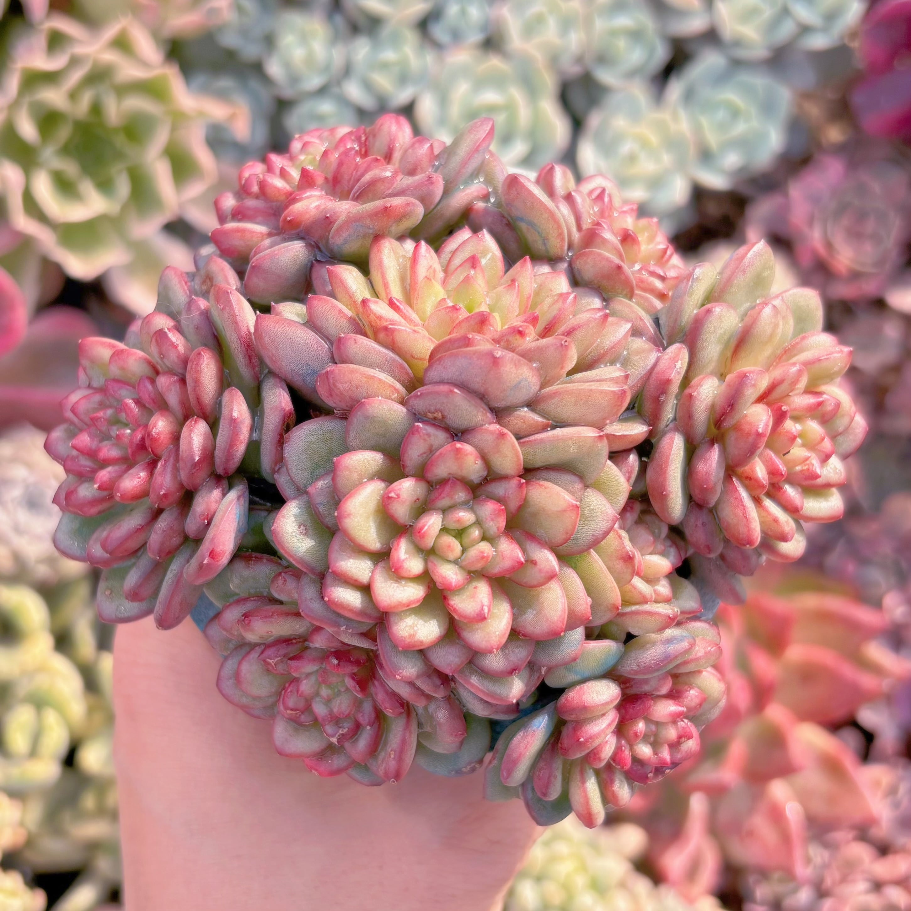 現品　Adam#800　大群生　るる農園