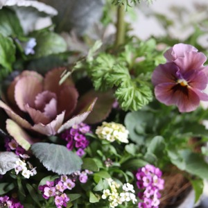 冬から春に楽しむ寄せ植え　アネモネファネモスのシックカラーのハンドカップの寄せ植え　お正月にオススメ　届いてすぐ玄関に飾れる 　プレゼントにもオススメ　