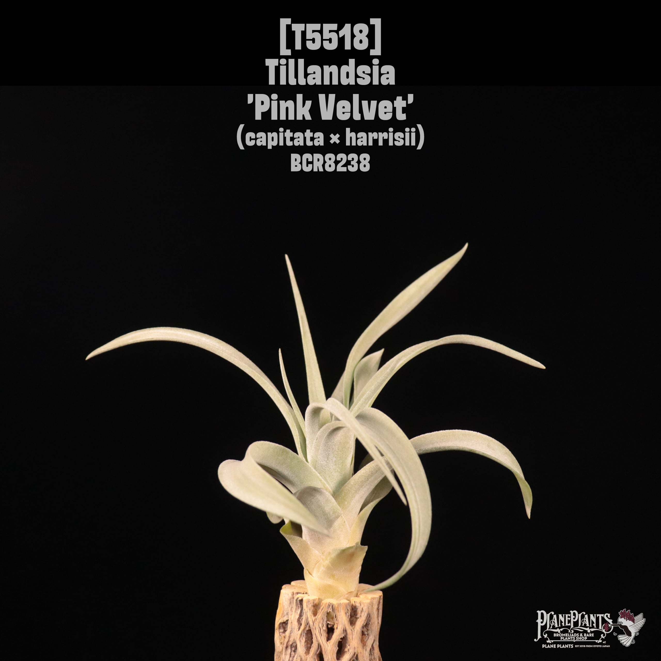 【送料無料】'Pink Velvet'〔エアプランツ〕現品発送T5518