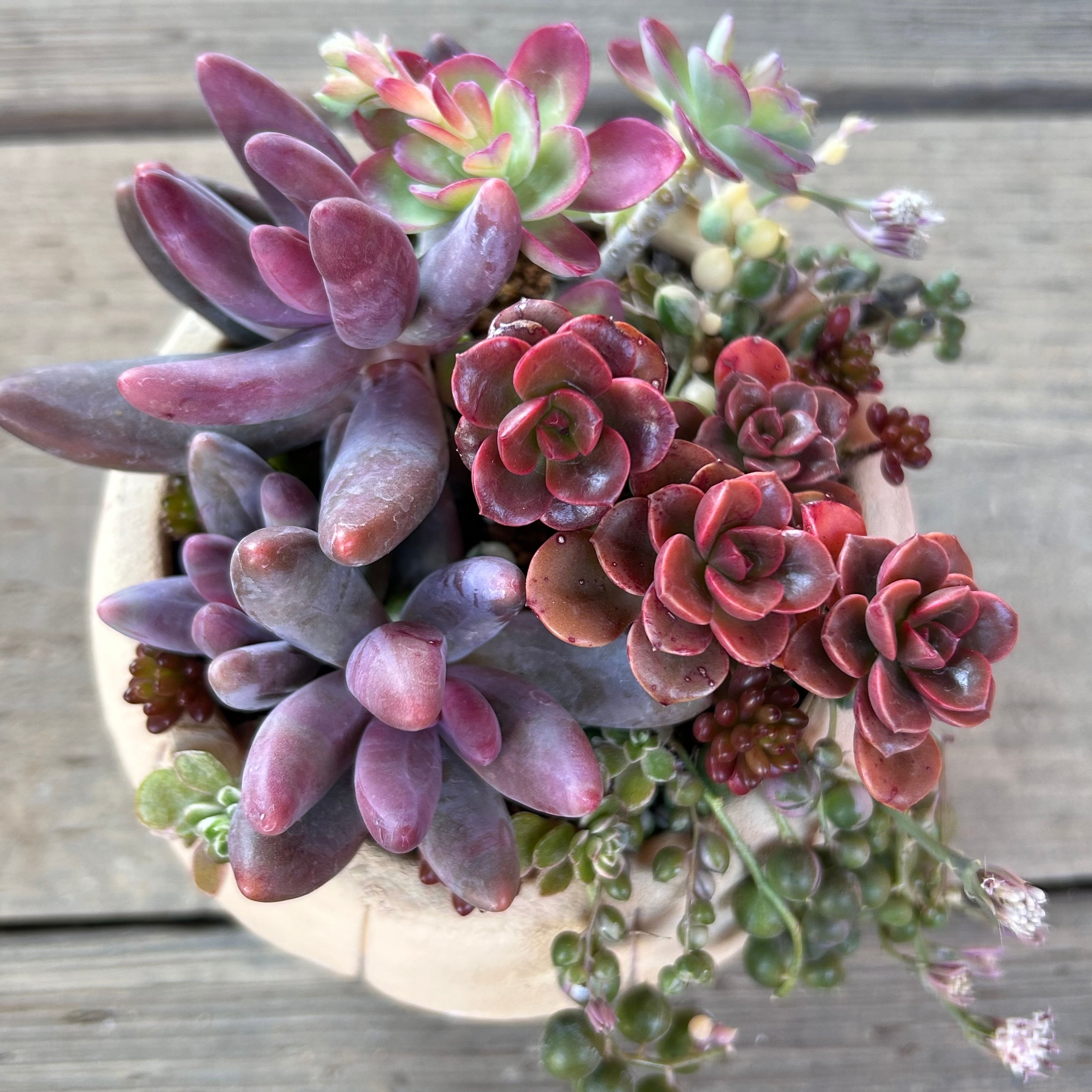 寄植え(薄化粧・エンジェルフィンガー… | RuPo 多肉植物専門店