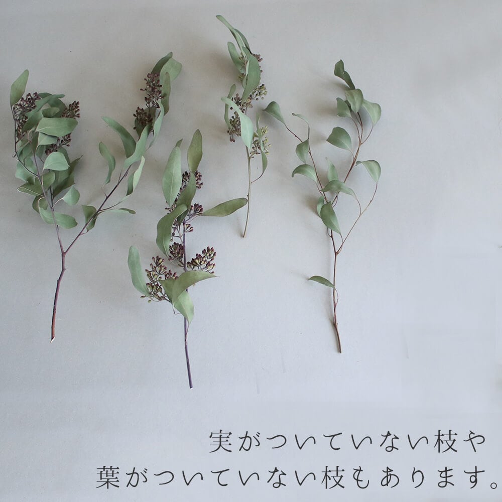 ドライフラワー】 ユーカリ ポポラスベリー / ナチュラル グリーン