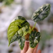 Alocasia dragon scale / アロカシア ドラゴンスケール④