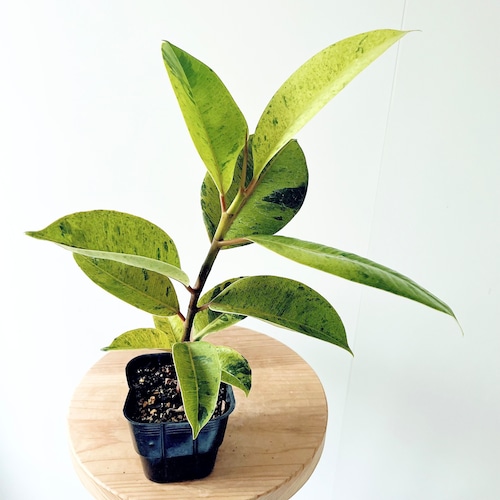 フィカス ジン 観葉植物 calm cafe