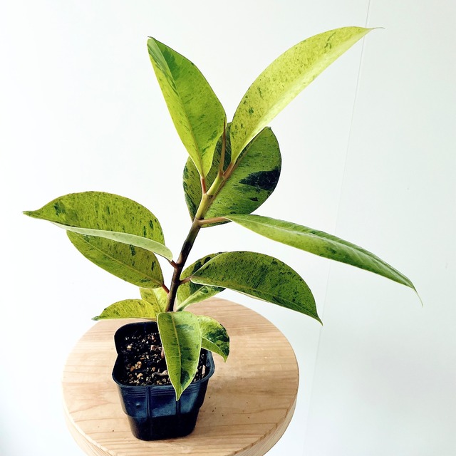 フィカス ウィアンディ 曲がり幹 観葉植物 calm cafe