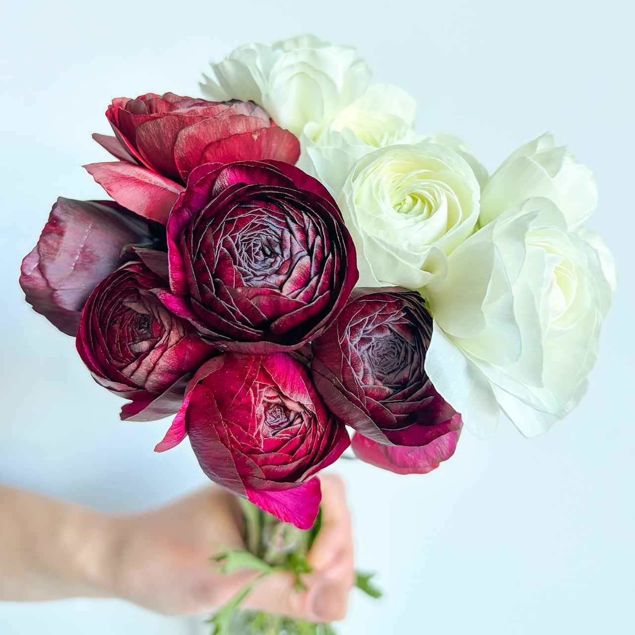 〈送料込み・限定カラー〉ラナンキュラス 20本mixセット★フラワーロス救済