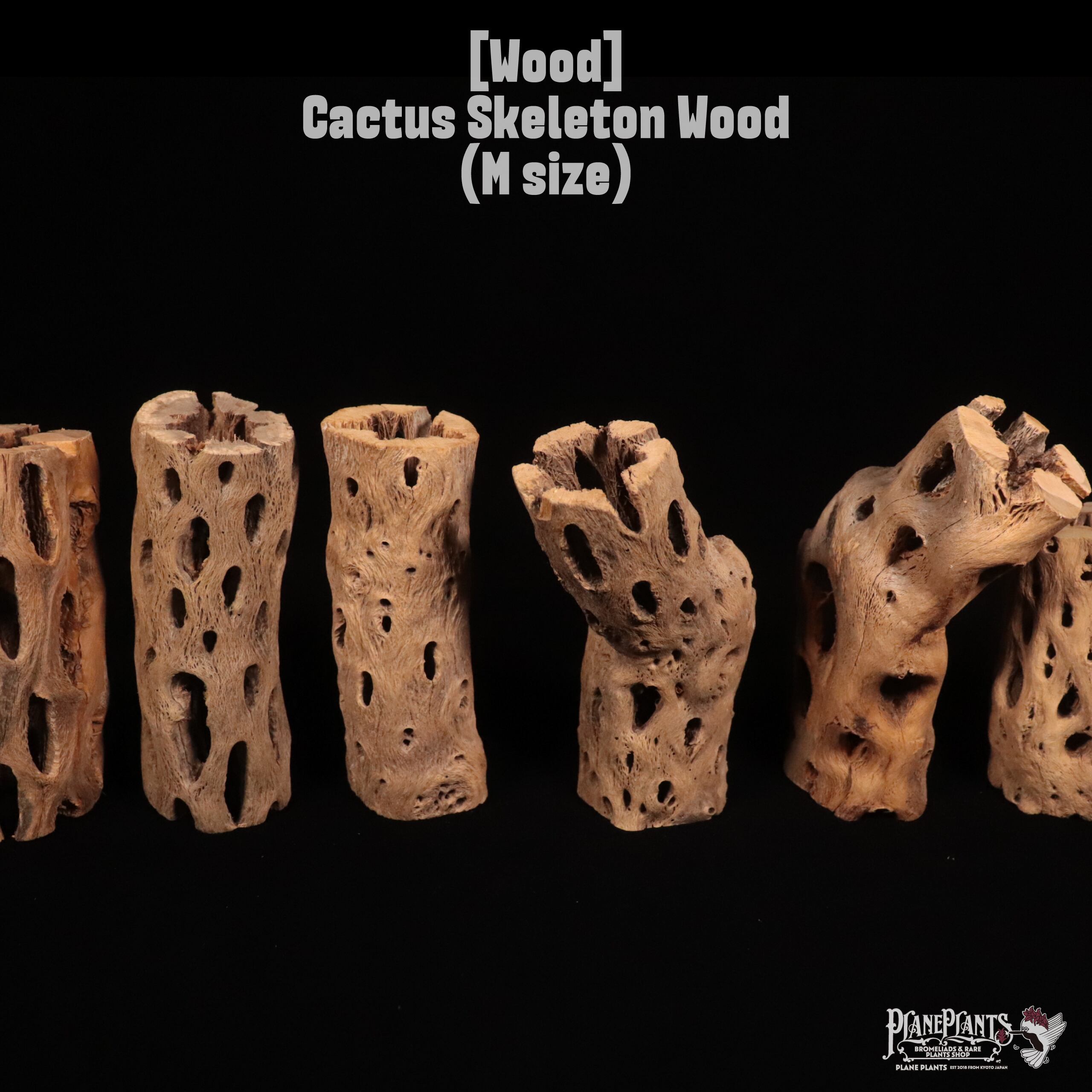 【送料別】Cactus Skeleton (M size)