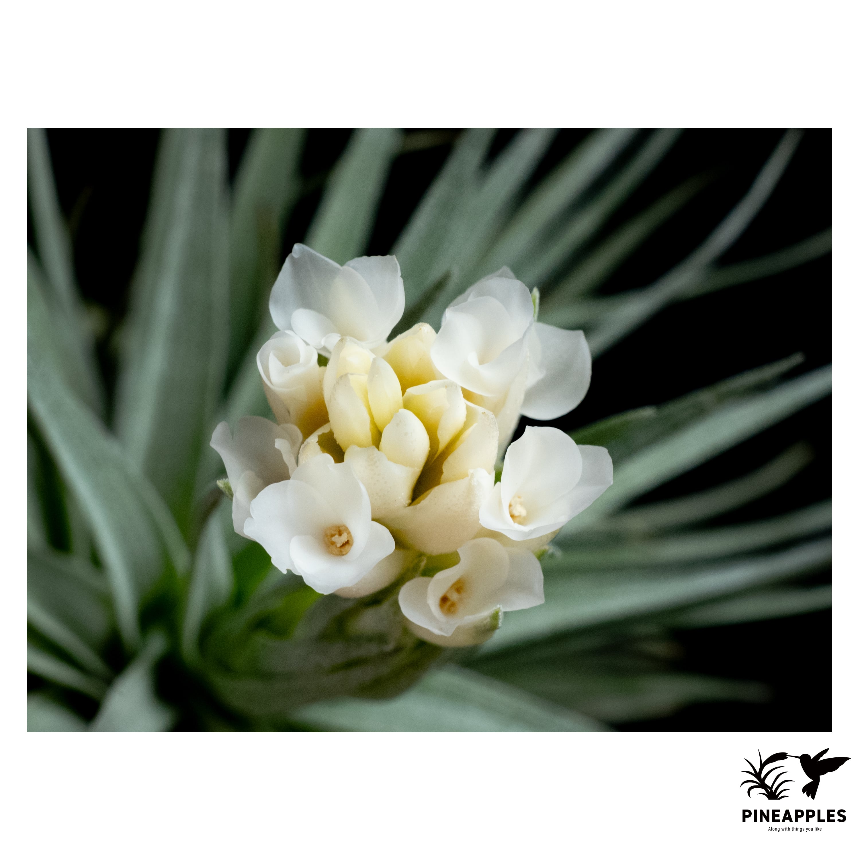Tillandsia aeranthos var. alba | PINEAPPLES