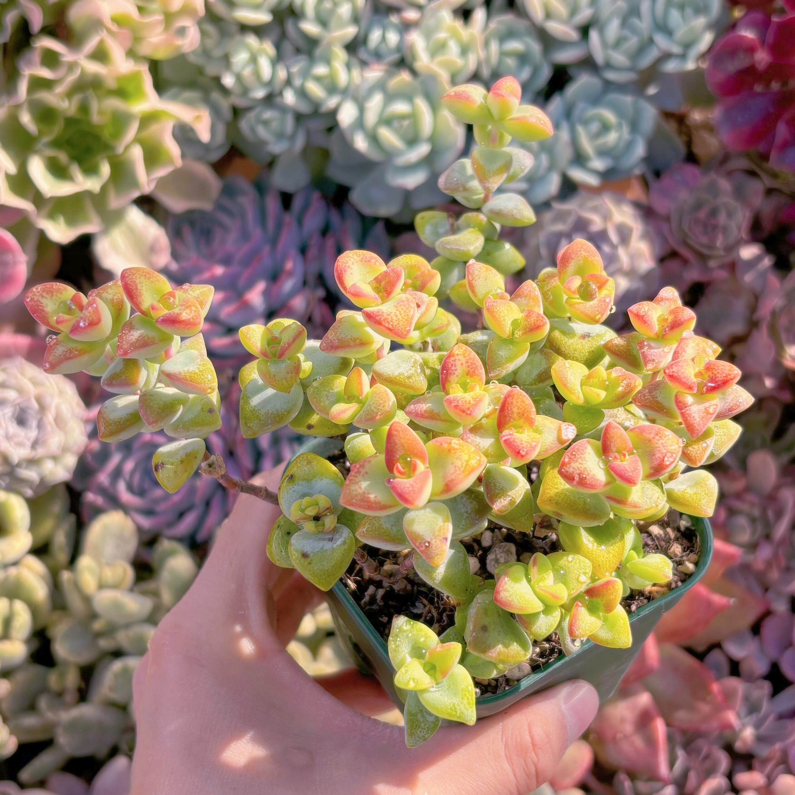 現品　ラブハート#2226　るる農園