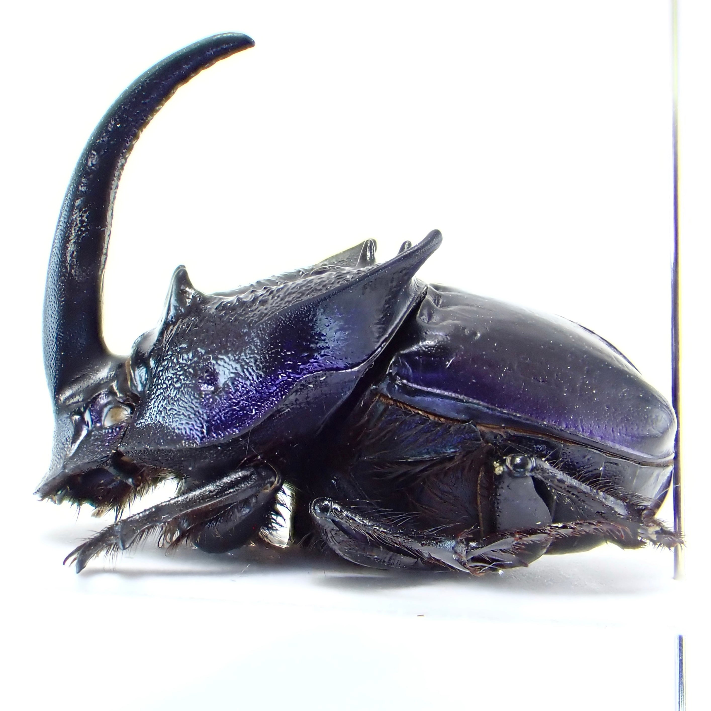標本 Brazil Homoptera 23mm-24mm only one メキシコ産 Phanaeus quadridens ♂ 21mm XL | 昆虫標本 Diggers & Rollers