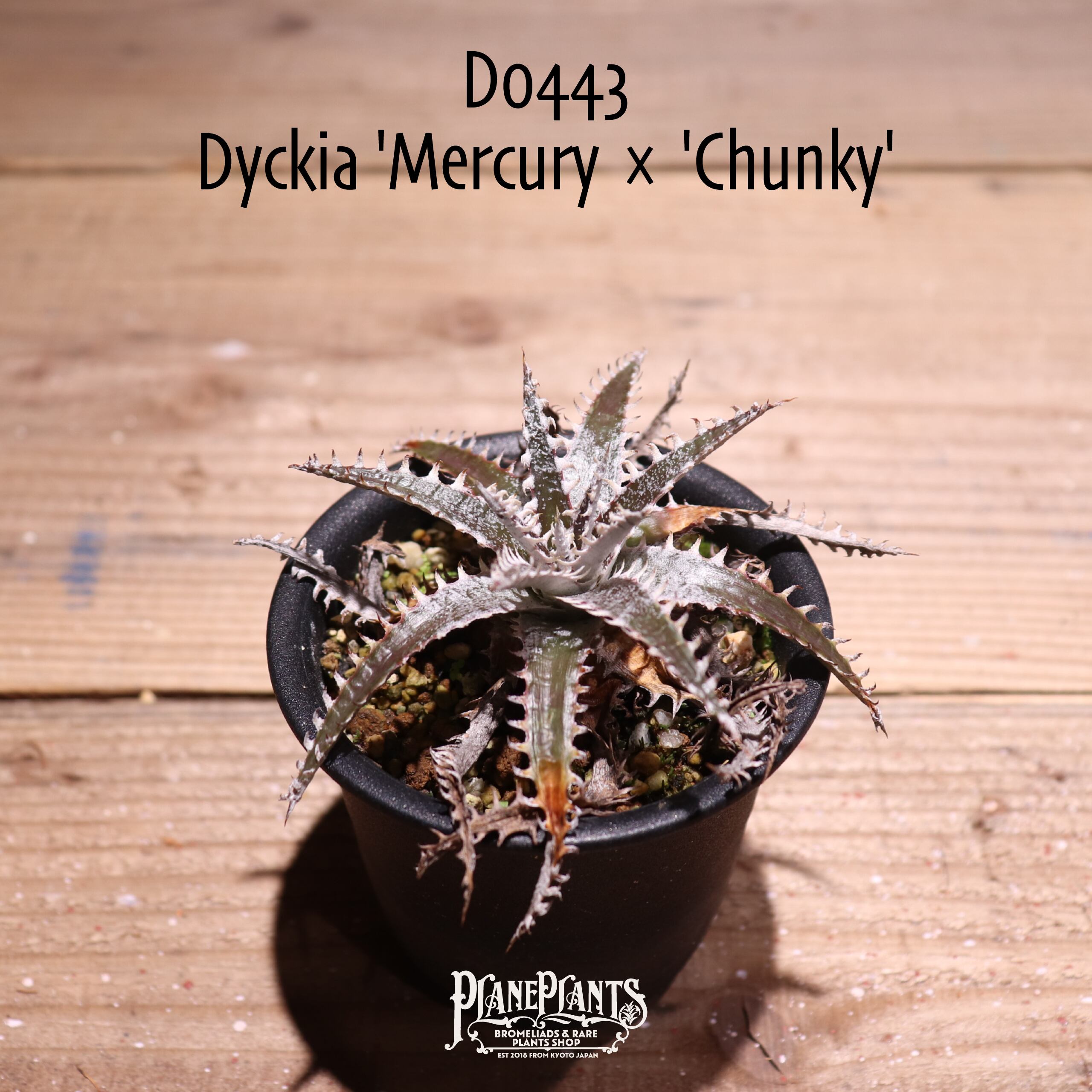 【抜き苗送料無料】 'Mercury × 'Chunky'〔ディッキア〕現品発送D0443