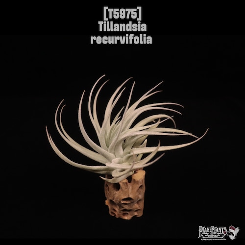 Tillandsia recurvifolia〔ティランジア〕T5975