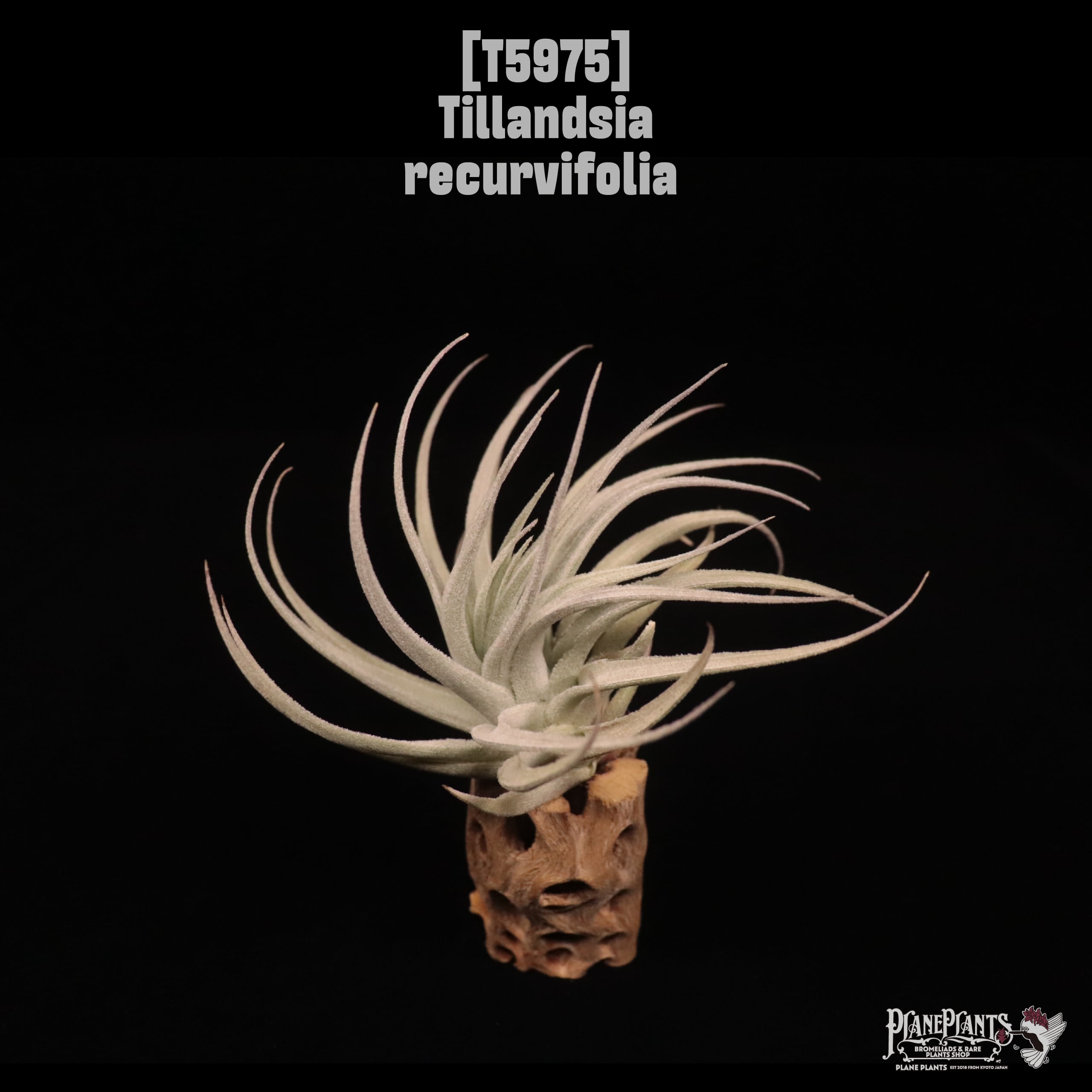 Tillandsia recurvifolia〔ティランジア〕T5975