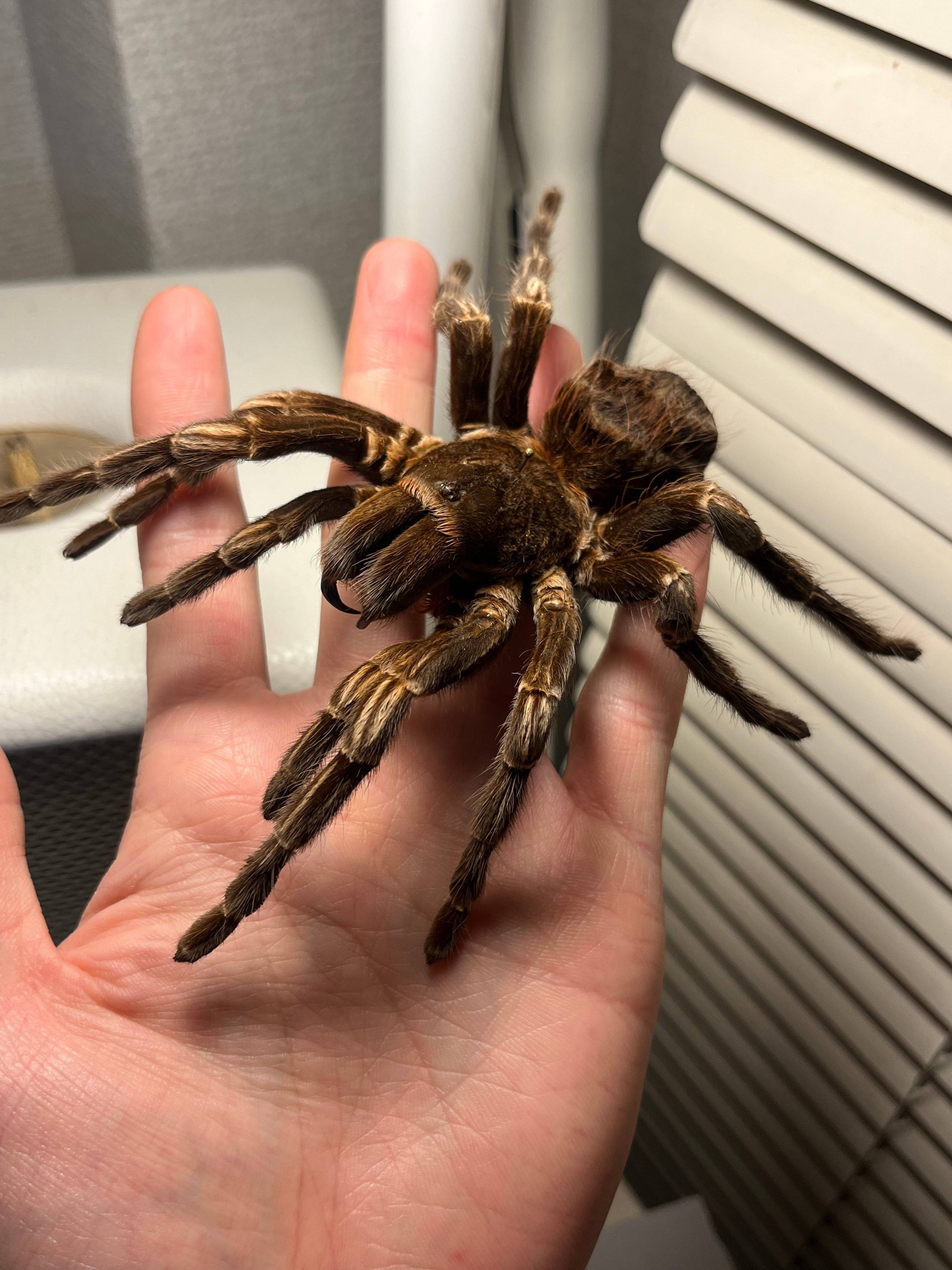 大土蜘蛛 | オモニキチュウ