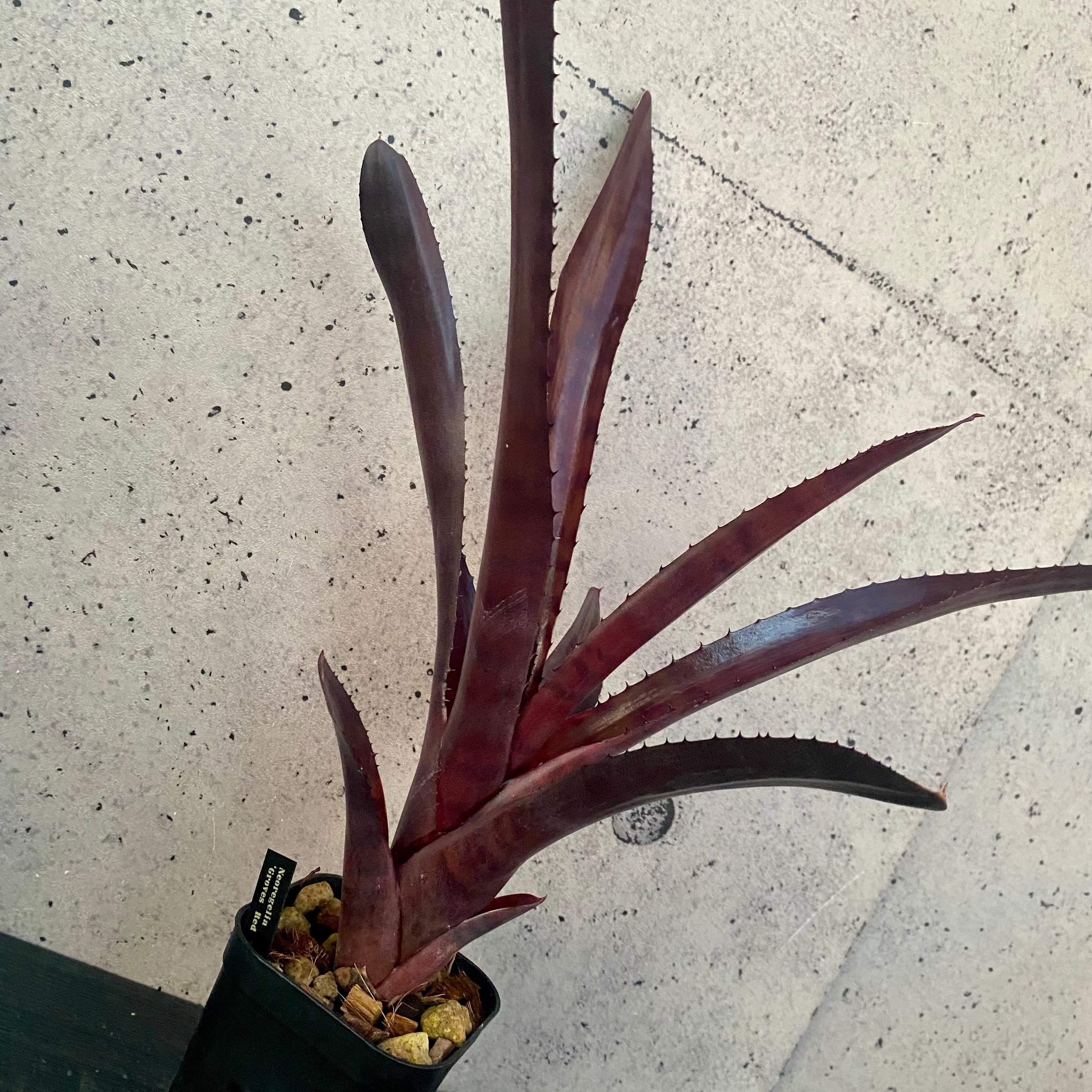 Planet Plants プラネットプランツ