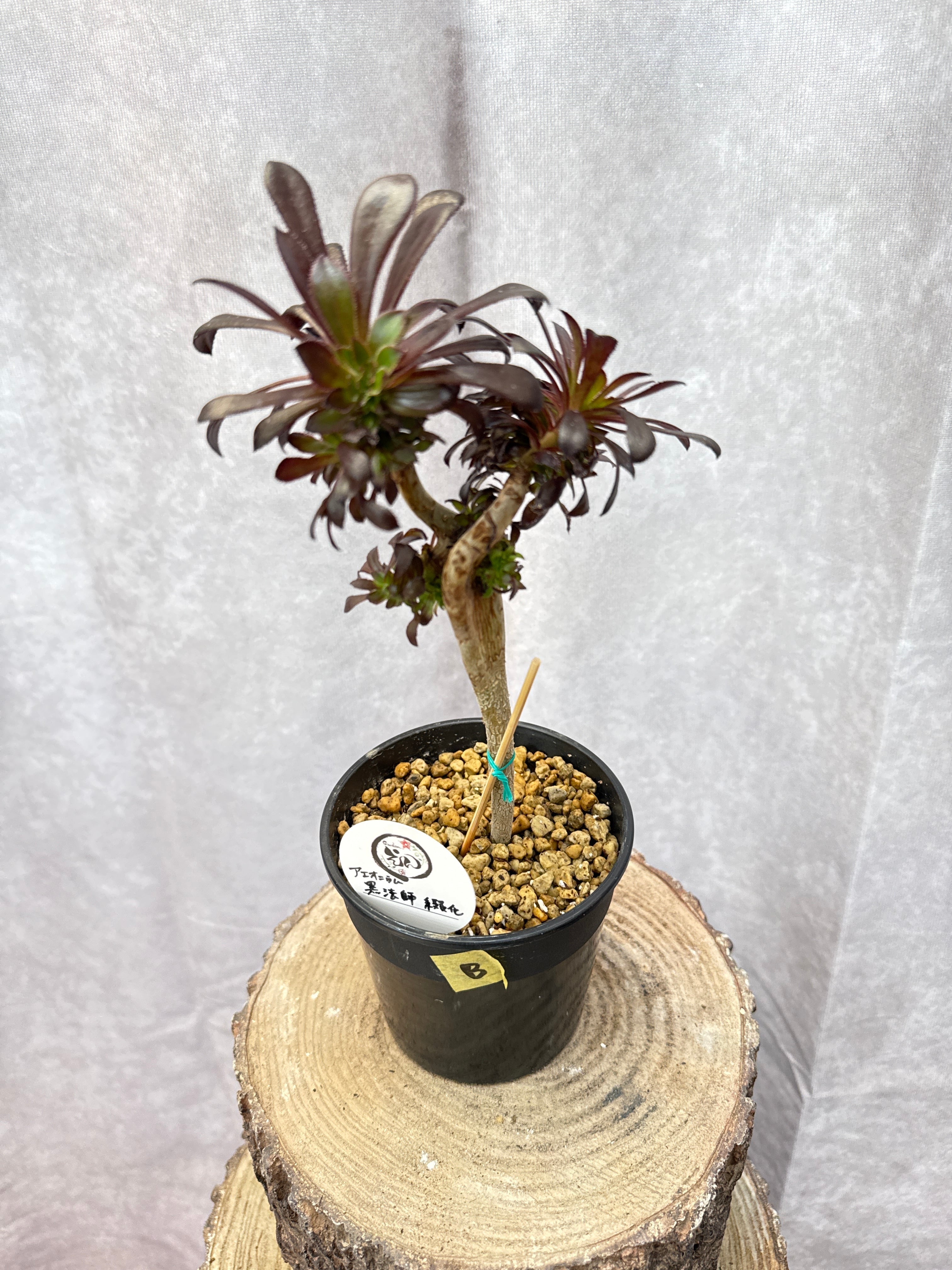 多肉植物 | Gardenえん 【観葉熱帯植物】