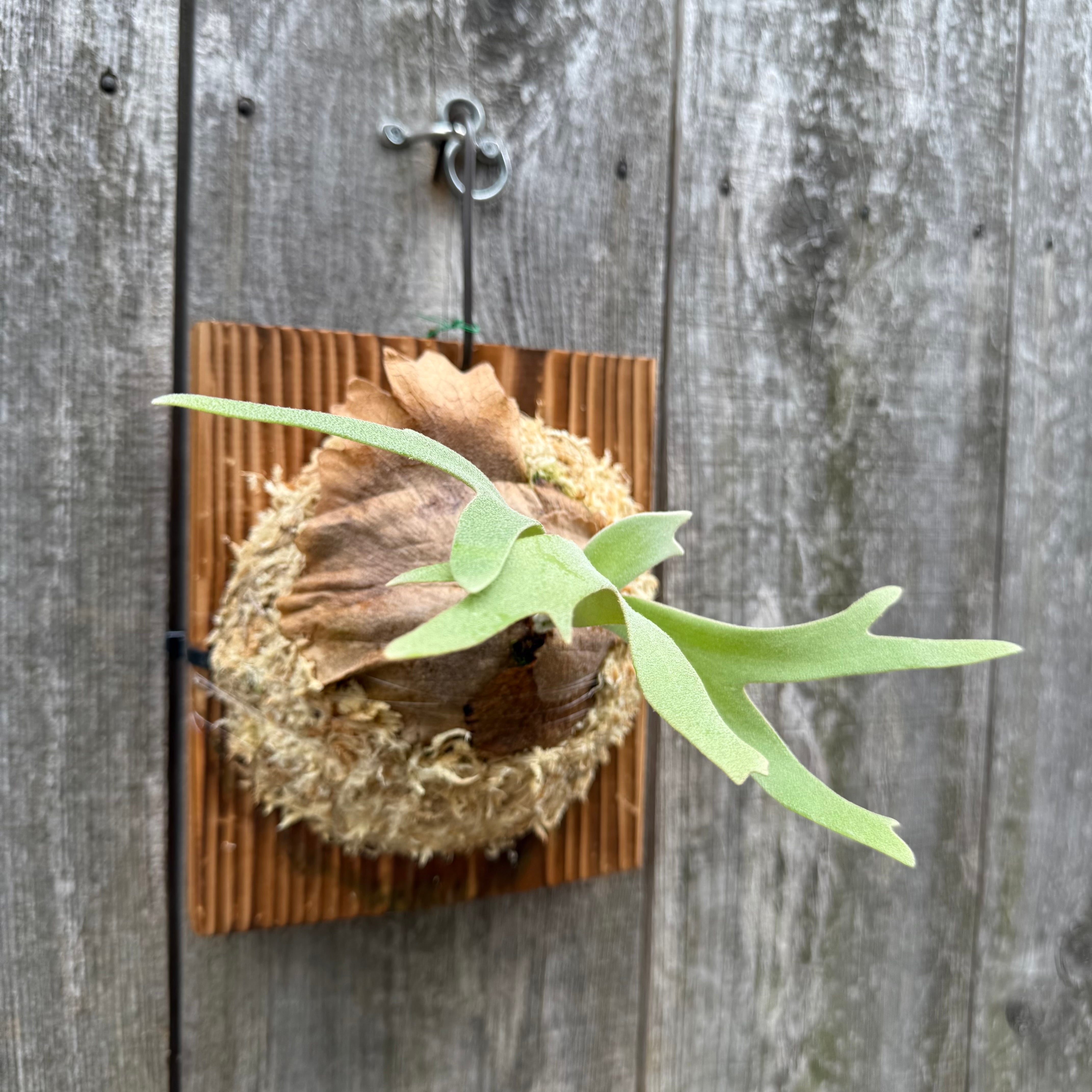 P. willinckii cv. Sombrero (pup) | naturefix