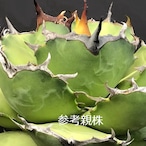 アガベ チタノタ アザラシ 海豹 CS2 agave titanota Compacta 'Seal'