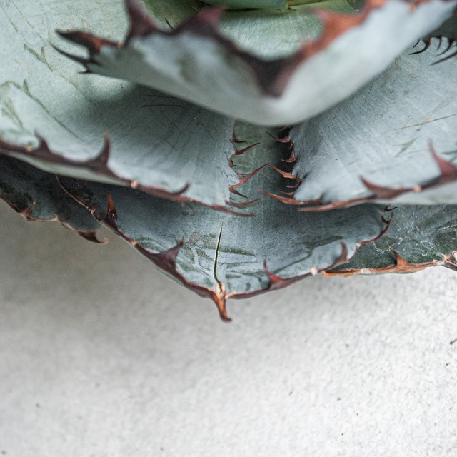 アガベ チタノタ ブラック&ブルー No.15