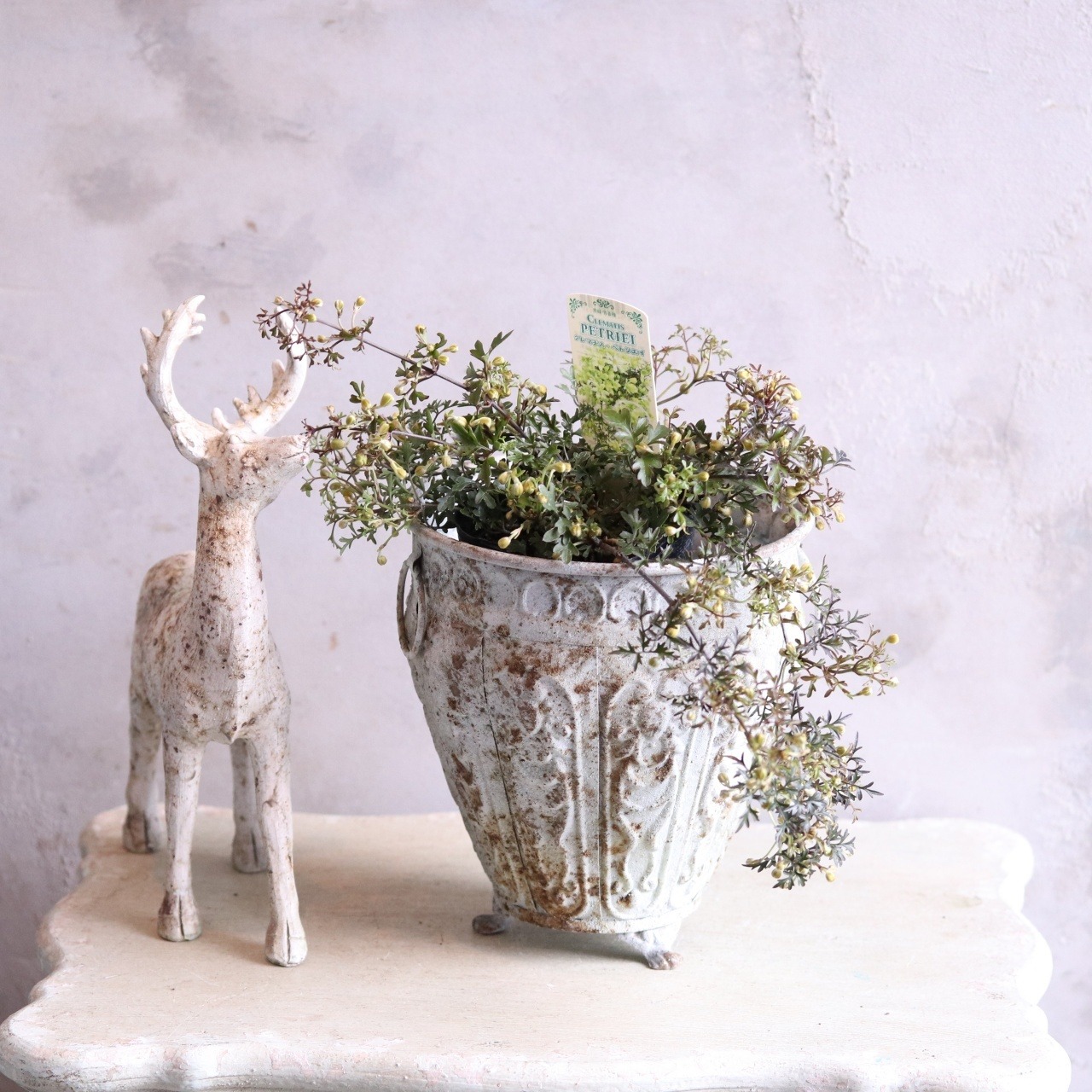 クレマチスペトリエ　ライムグリーンのお花　宿根草　常緑